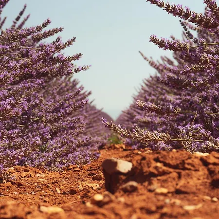 럭셔리텐트 Les Lavandes