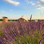 Nuit Insolite Dans Les Lavandes De * Valensole