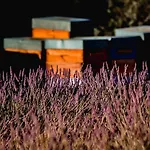 Nuit Insolite Dans Les Lavandes De Luxuszelt
