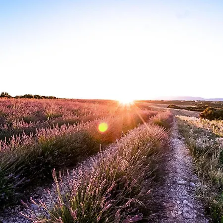 Les Lavandes Valensole