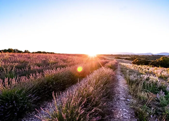 Les Lavandes Valensole